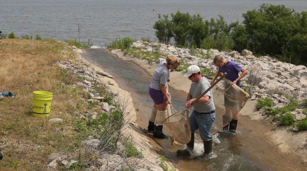 Fish Harvest 3 6.5.14.jpg